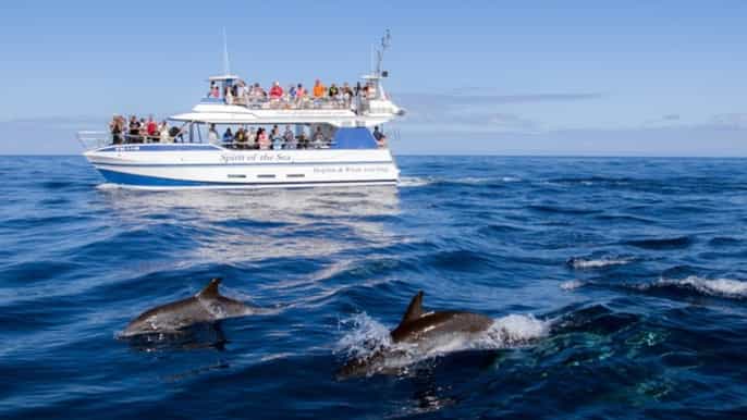 Gran Canaria: crucero de observación de delfines