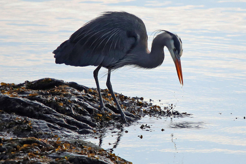 كيتشيكان: جولة لمشاهدة عمود الطوطم والحياة البرية والترامواي في المدينةكيتشيكان: عمود الطوطم والح
