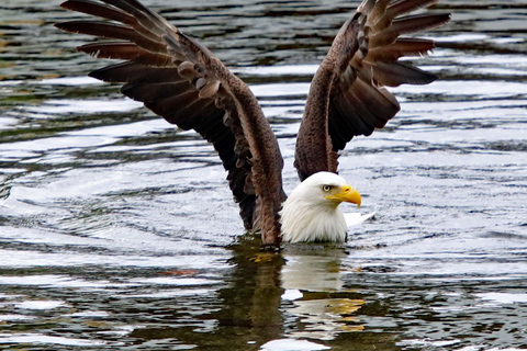 كيتشيكان: جولة لمشاهدة عمود الطوطم والحياة البرية والترامواي في المدينةكيتشيكان: عمود الطوطم والح