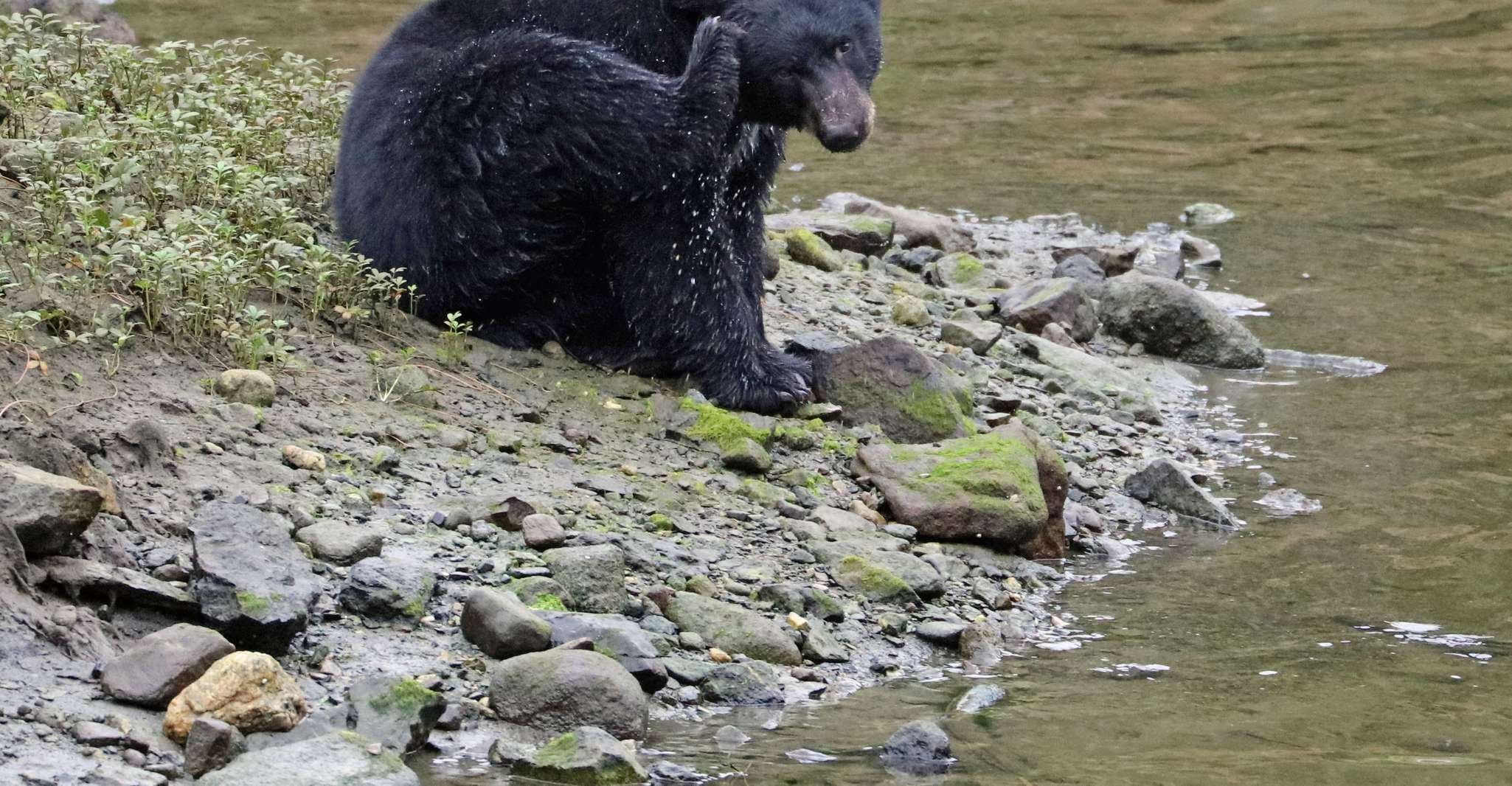 Ketchikan, Totempfahl, Wildtiere und Stadttrolley -Tour - Housity