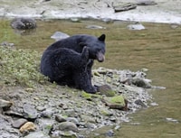 Ketchikan, Tote Pole, Wildlife & City Trolley Tour - Housity