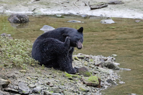 كيتشيكان: جولة لمشاهدة عمود الطوطم والحياة البرية والترامواي في المدينةكيتشيكان: عمود الطوطم والح