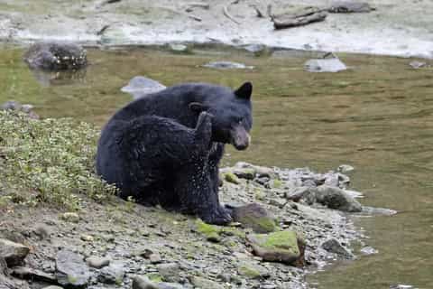 Ketchikan: Totem Pole, Wildlife & City Trolley Tour