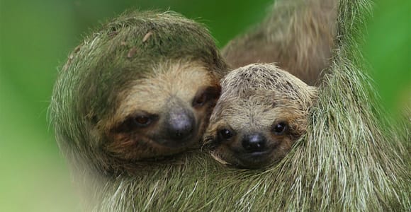 La Fortuna: Sloth Tour in the Wild