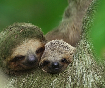 La Fortuna: Sloth Tour in the Wild