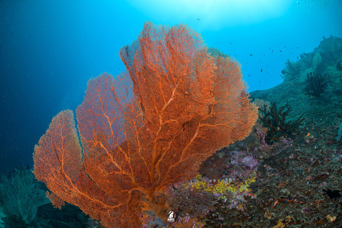 Depuis Khao Lak : Excursion de plongée dans les îles Similan