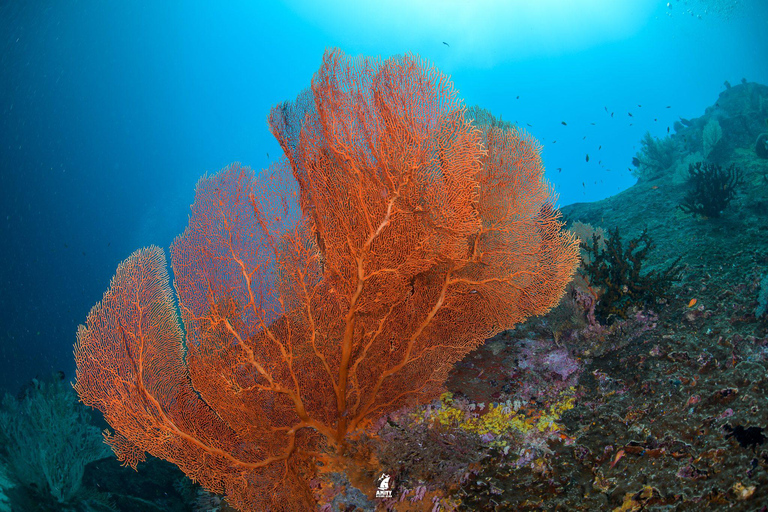 Von Khao Lak aus: Tauchausflug zu den Similan Inseln