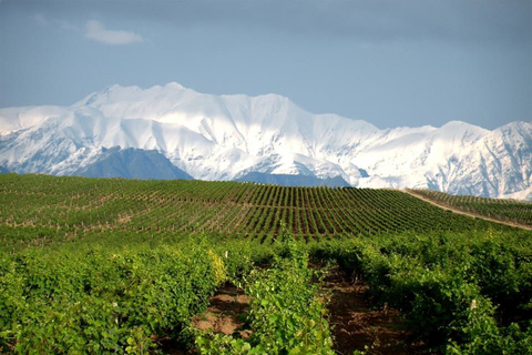 Baku: Chabiant Winery Tour nach Ismayilli mit lokalem Mittagessen