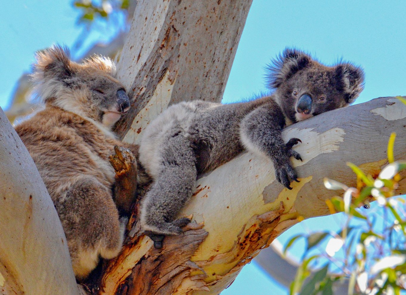 Kangaroo Island heldagsoplevelse med færge inkl. frokost