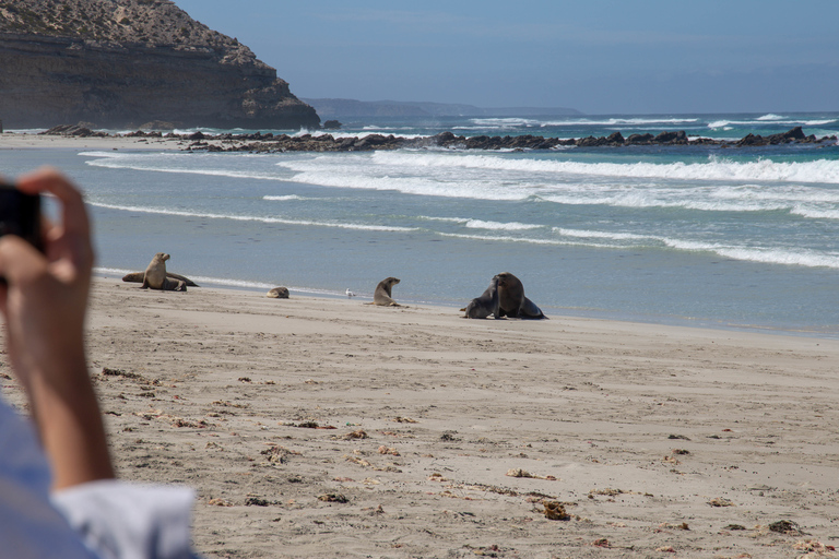 Från Adelaide: Dagsutflykt till Kangaroo Island med lunchFrån Adelaide: Heldagsutflykt till Kangaroo Island med lunch