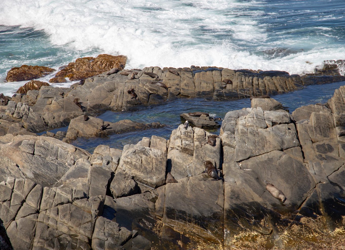 Kangaroo Island heldagsoplevelse med færge inkl. frokost