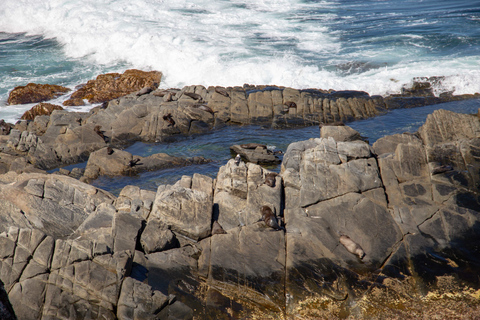 Kangaroo Island: dagtocht met de veerboot, inclusief lunch