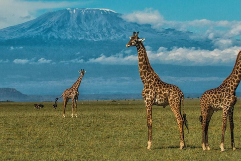 Nairobi: tour privato di 2 giorni del Parco Nazionale Amboseli