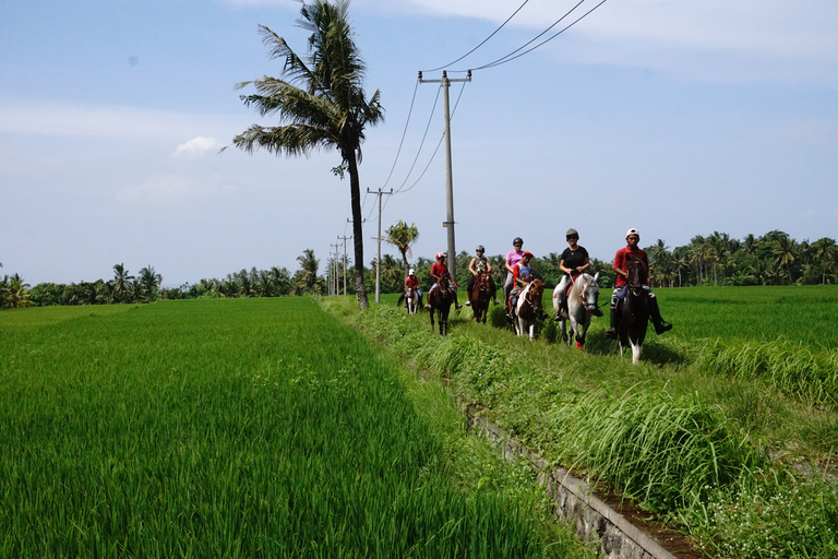 Langudu: Horse Riding on the Beach and in the Rice Fields