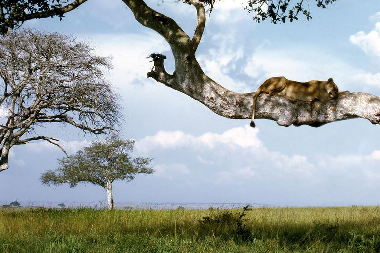 4 Days Queen Elizabeth Park Safari & Ruwenzori Mountain View