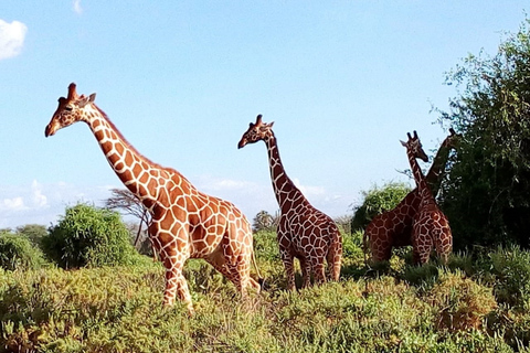 Nairobi: 3-Day Maasai Mara SafariTour with Campsite