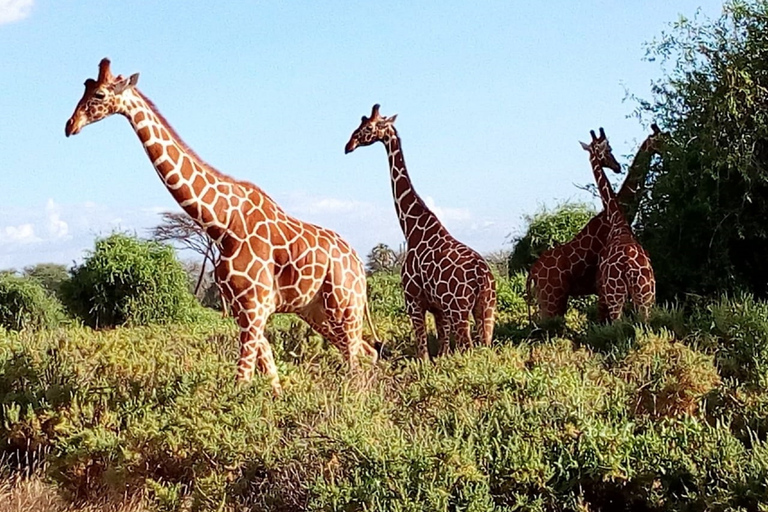 Nairobi: 3-Day Maasai Mara SafariTour with Campsite