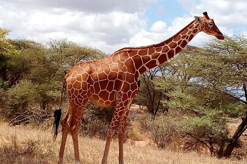 Nairobi: 3-dagars safari i Maasai MaraTur med campingplats