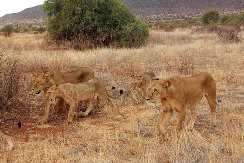 Nairobi: 3-tägige Maasai Mara SafariTour mit Camping