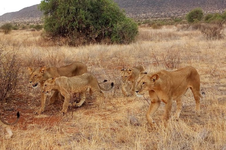 Nairobi: 3-Day Maasai Mara SafariTour with Campsite