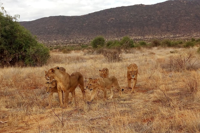 Nairobi: 3-Day Maasai Mara SafariTour with Campsite