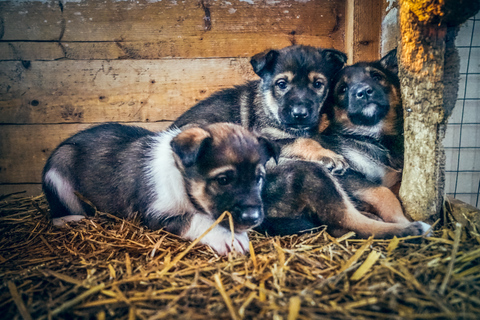 Tromsø : Excursion en traîneau à huskies avec déjeuner traditionnel