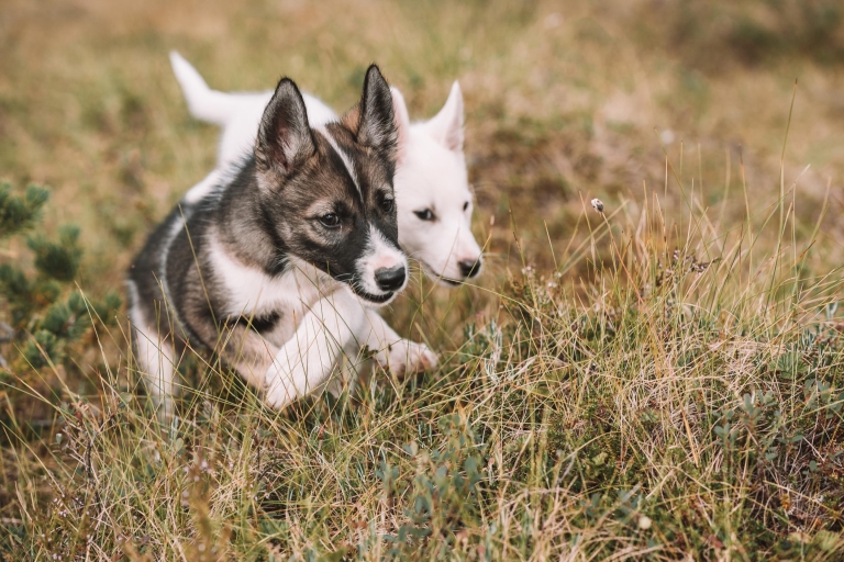 Tromsø : entraînement de chiots à la ferme des huskies