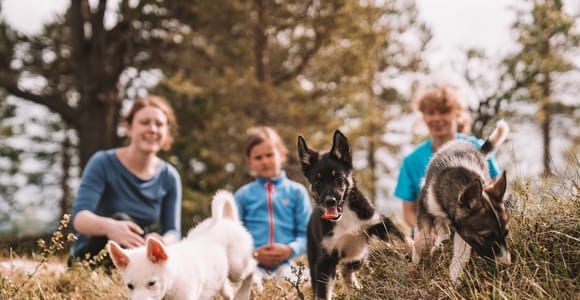 Tromsø: Puppy Training at the Husky Kennel with Lunch