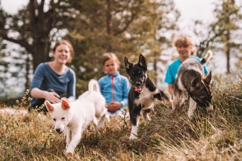 Tromsø: entrenamiento de cachorros en el hogar de husky