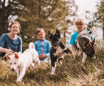 Tromsø: Puppy Training at the Husky Kennel with Lunch