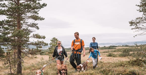 Tromsø: Husky Hike and Puppy Visit with Traditional Lunch