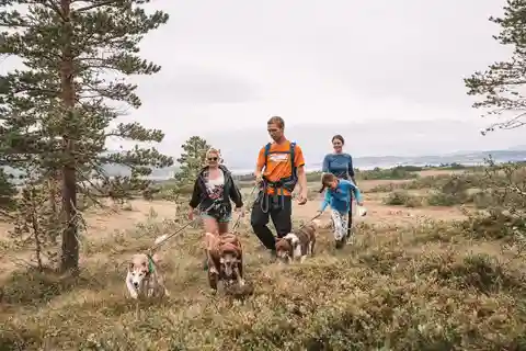 Tromsö: Husky-vandring och valpbesök med traditionell lunch