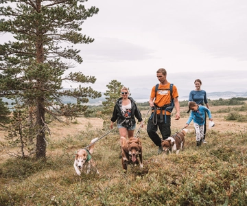 Tromsø: Husky Hike and Puppy Visit with Traditional Lunch
