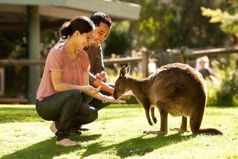 Perth Wildlife Park & City Highlights - Small Group Tours - Image 2