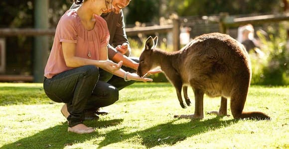 Perth: Wildlife Park & City Highlights Tour, Up to 10 Guests