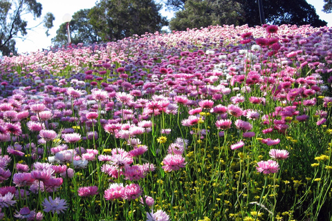 O melhor de Perth - Parque da Vida Selvagem e passeio pelos destaques da cidadePerth: destaques da cidade, parque de vida selvagem e passeio pelo Swan Valley