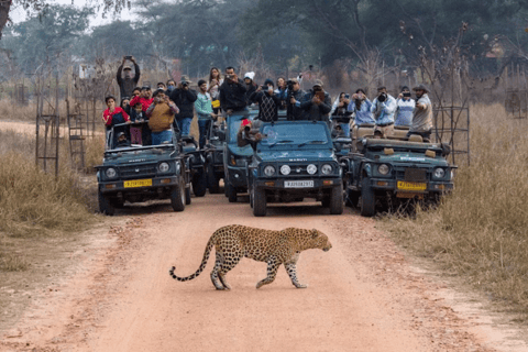 Jaipur: Privétour Jhalana luipaardsafari