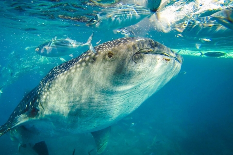 Cebu : requin baleine à Oslob et canyoning à KawasanActivité complète avec sac et coque étanches