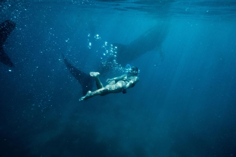 Natación de tiburón ballena Oslob y barranquismo en Kawasan FallsTour completo con bolsa a prueba de agua y funda para teléfono