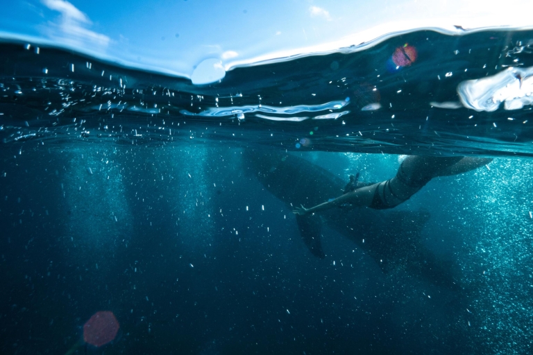 Natación de tiburón ballena Oslob y barranquismo en Kawasan FallsTour completo con bolsa a prueba de agua y funda para teléfono