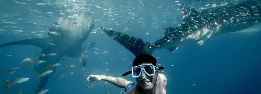 Cebu City: Whale Shark Swimming & Kawasan Falls Canyoneering