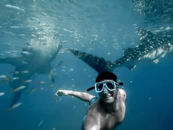 Cebu City: Whale Shark Swimming & Kawasan Falls Canyoneering