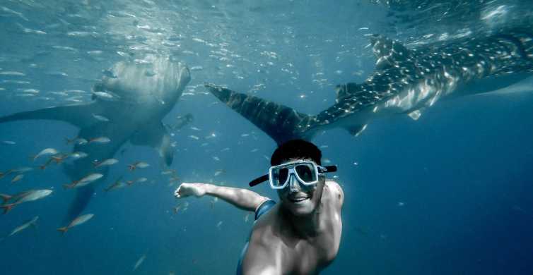 Cebu City: Whale Shark Swimming & Kawasan Falls Canyoneering