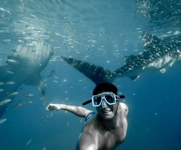 Cebu City: Whale Shark Swimming & Kawasan Falls Canyoneering