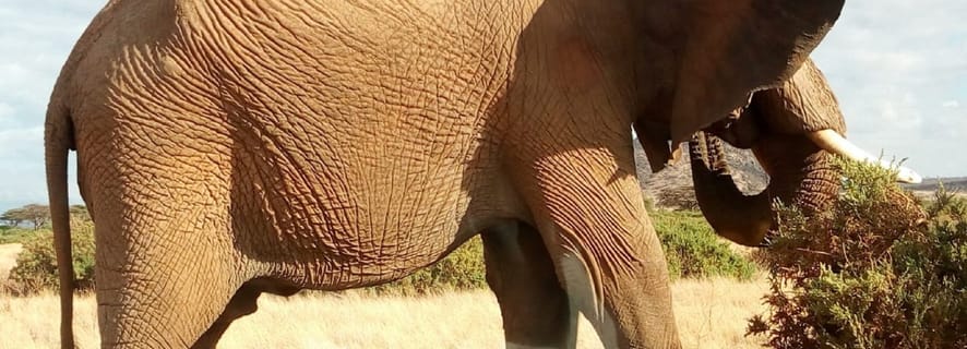 Von Arusha: Tarangire National Park Private Ganztagestour