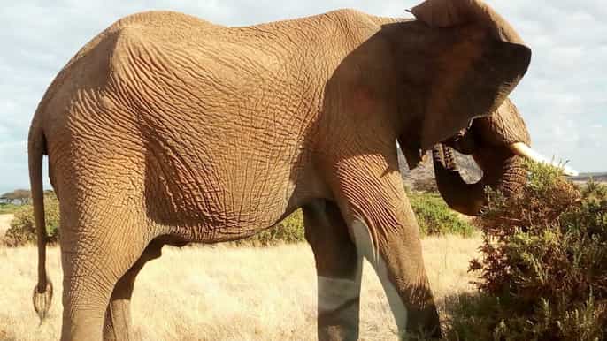 from arusha tarangire national park private fullday tour
