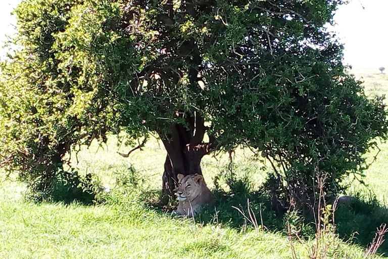 Desde Arusha: tour privado de día completo al Parque Nacional Tarangire