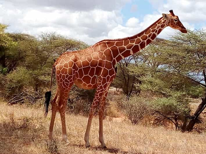 Desde Arusha Excursi N Privada De Un D A Al Parque Nacional De