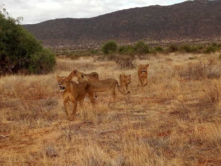 From Arusha Tarangire National Park Private Full Day Tour GetYourGuide