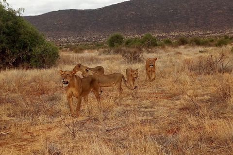 Desde Arusha: tour privado de día completo al Parque Nacional Tarangire